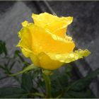 la rosa gialla