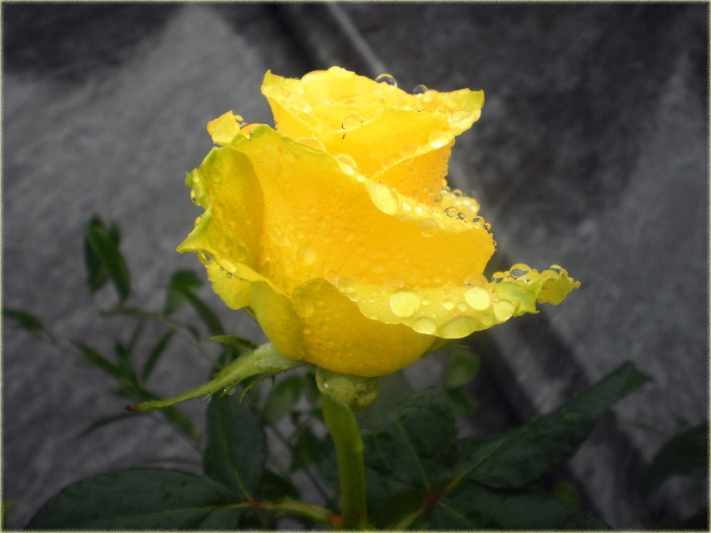 la rosa gialla di fabiana bonfanti 