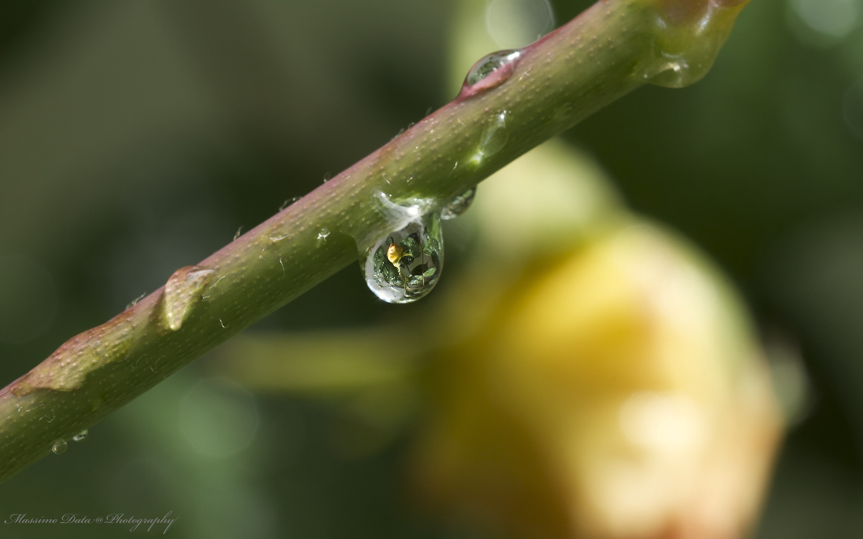 La rosa nella goccia