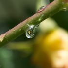 La rosa nella goccia