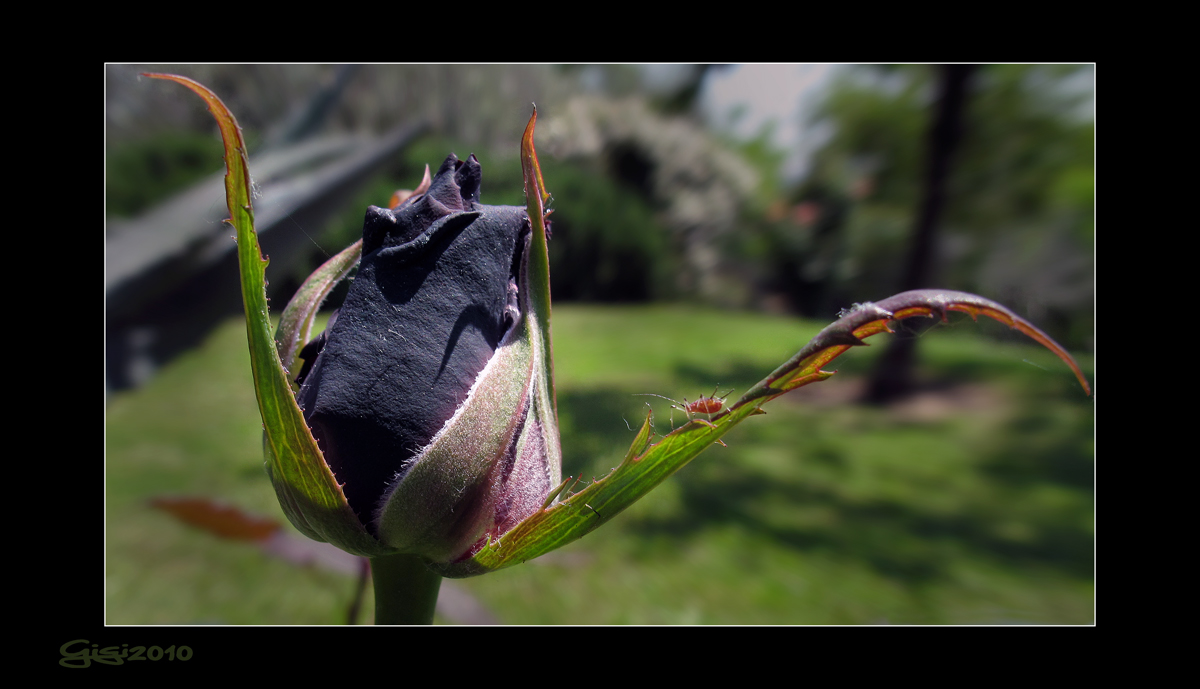 La rosa Nera