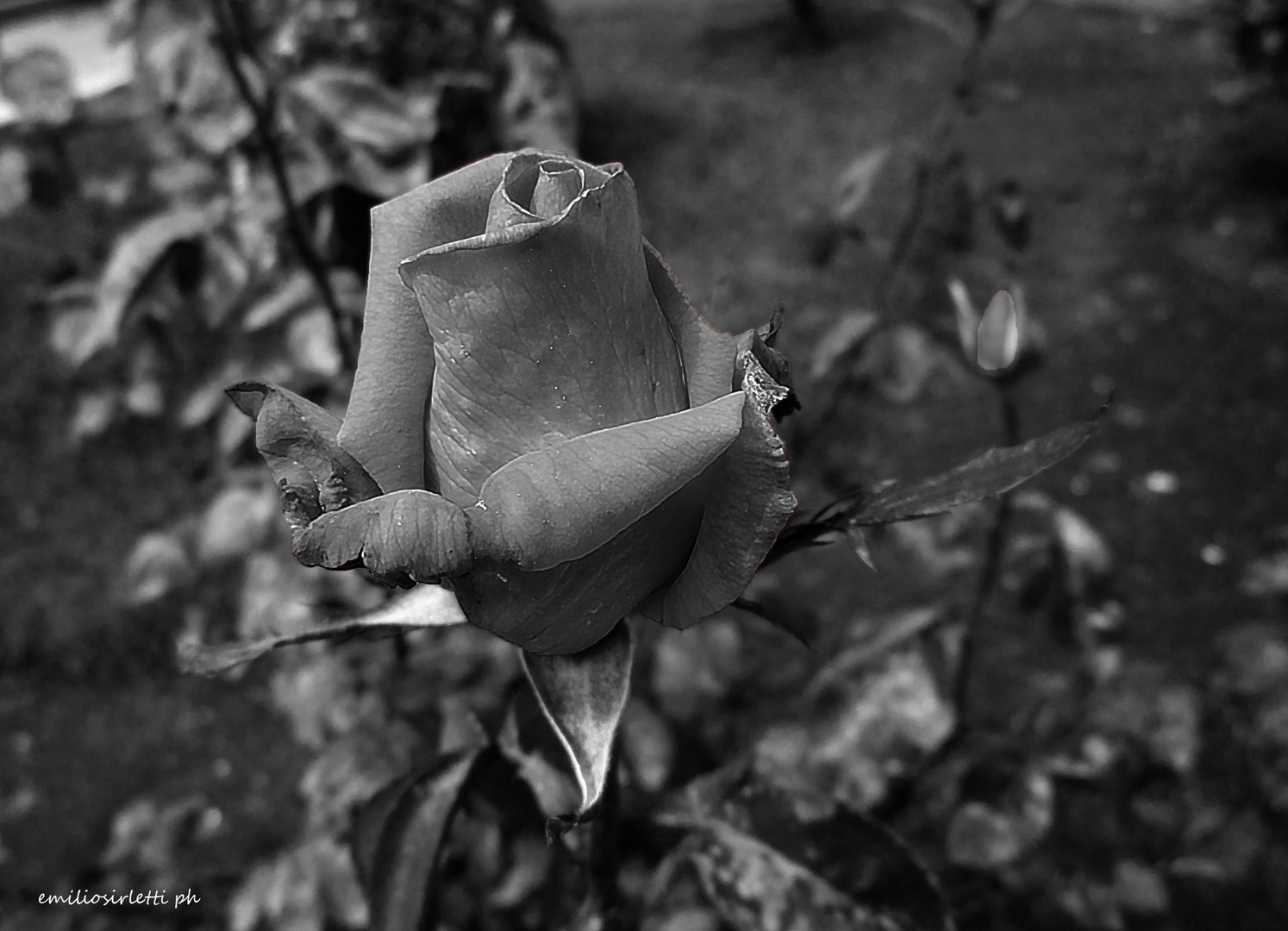 la rosa nera - the black rose