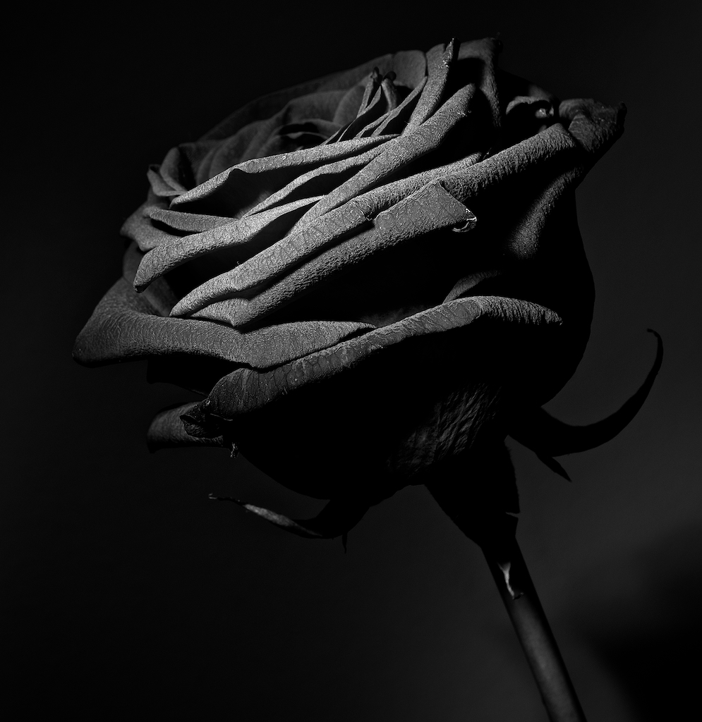 La rosa oscura