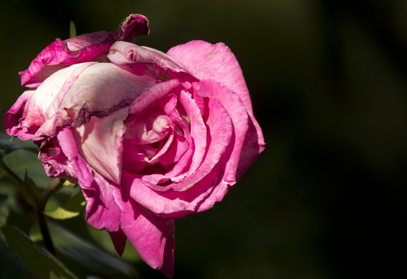 La rosa pansida