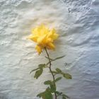 La rosa que nació del frio