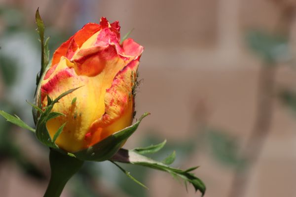La rosa, ¡reina de las flores!