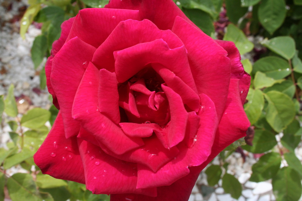 La Rosa Roja