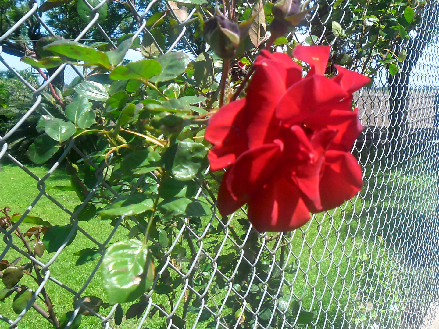 la rosa roja