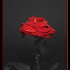 La rosa roja
