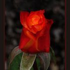 La ROSA ROJA