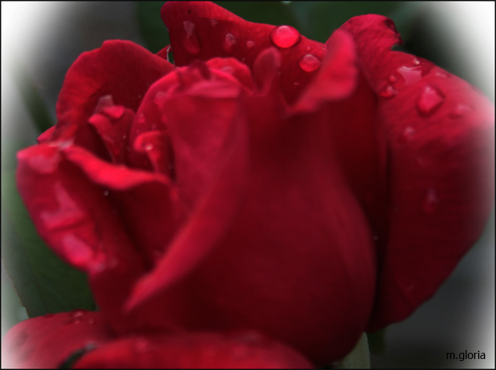 LA ROSA ROJA