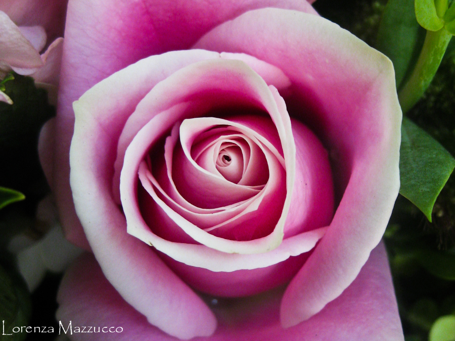 La rosa rosa