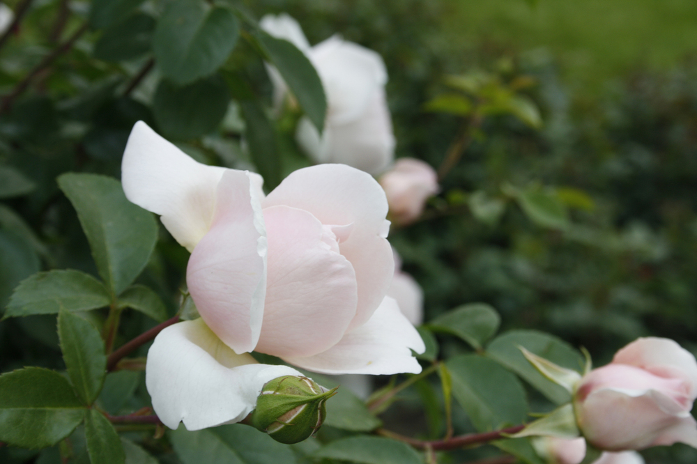 La rosa rosa