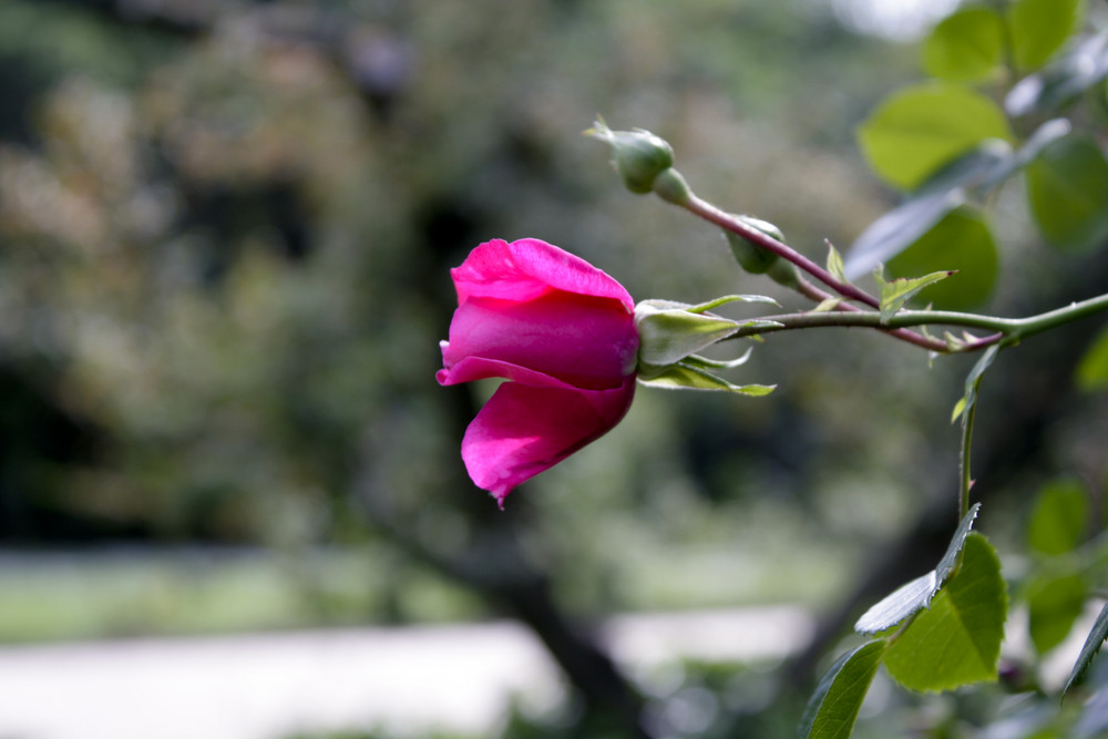 LA ROSA ROSA