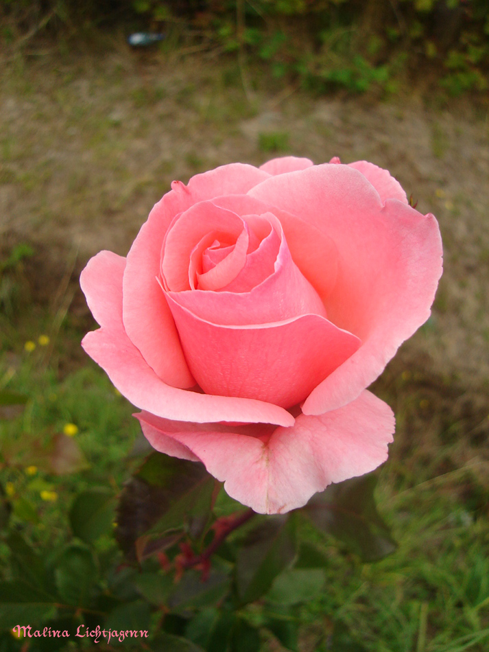 La Rosa Rosada