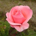 La Rosa Rosada