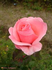 La Rosa Rosada