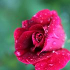 La rosa rossa