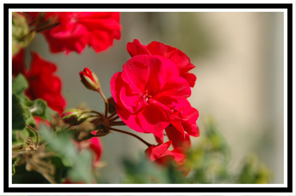 La rosa rossa