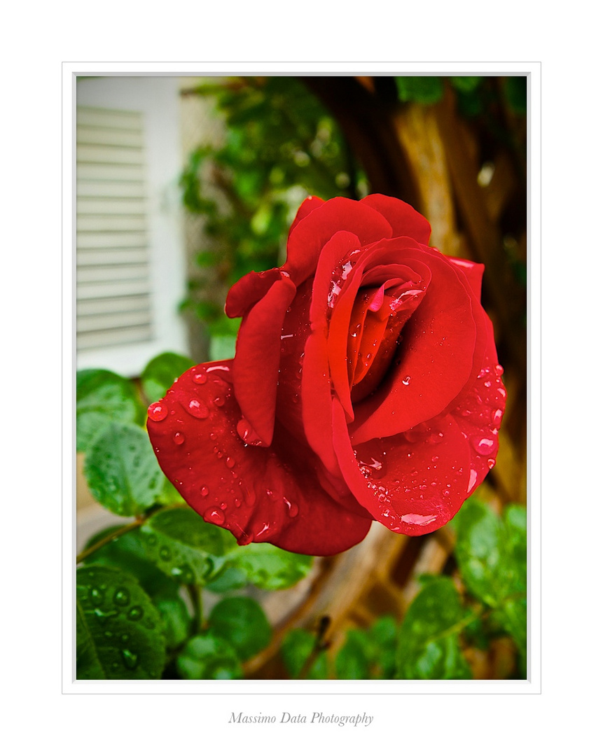 La rosa rossa