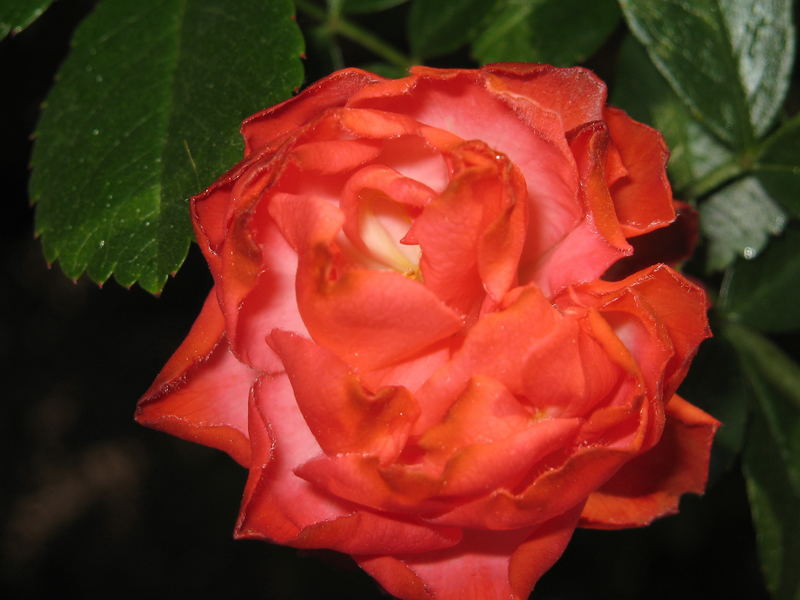 La Rosa Superba