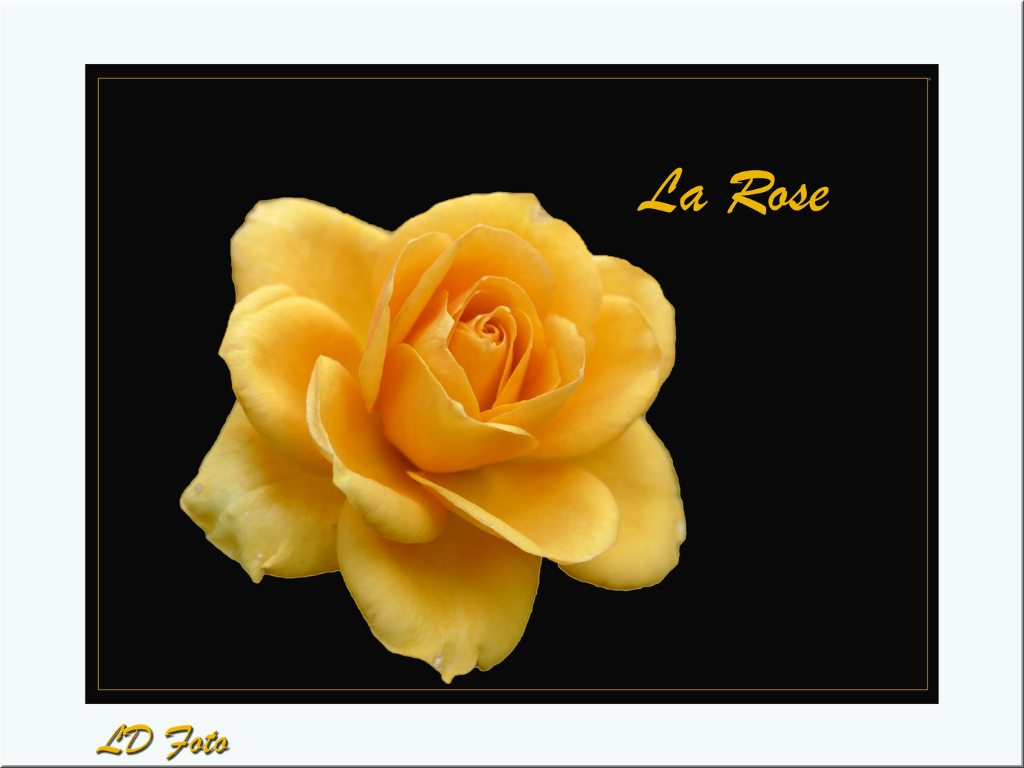 la rose 