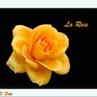 la rose 