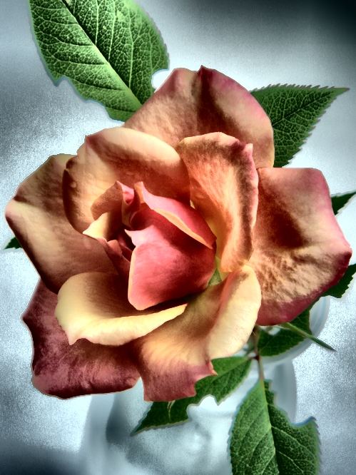 LA Rose