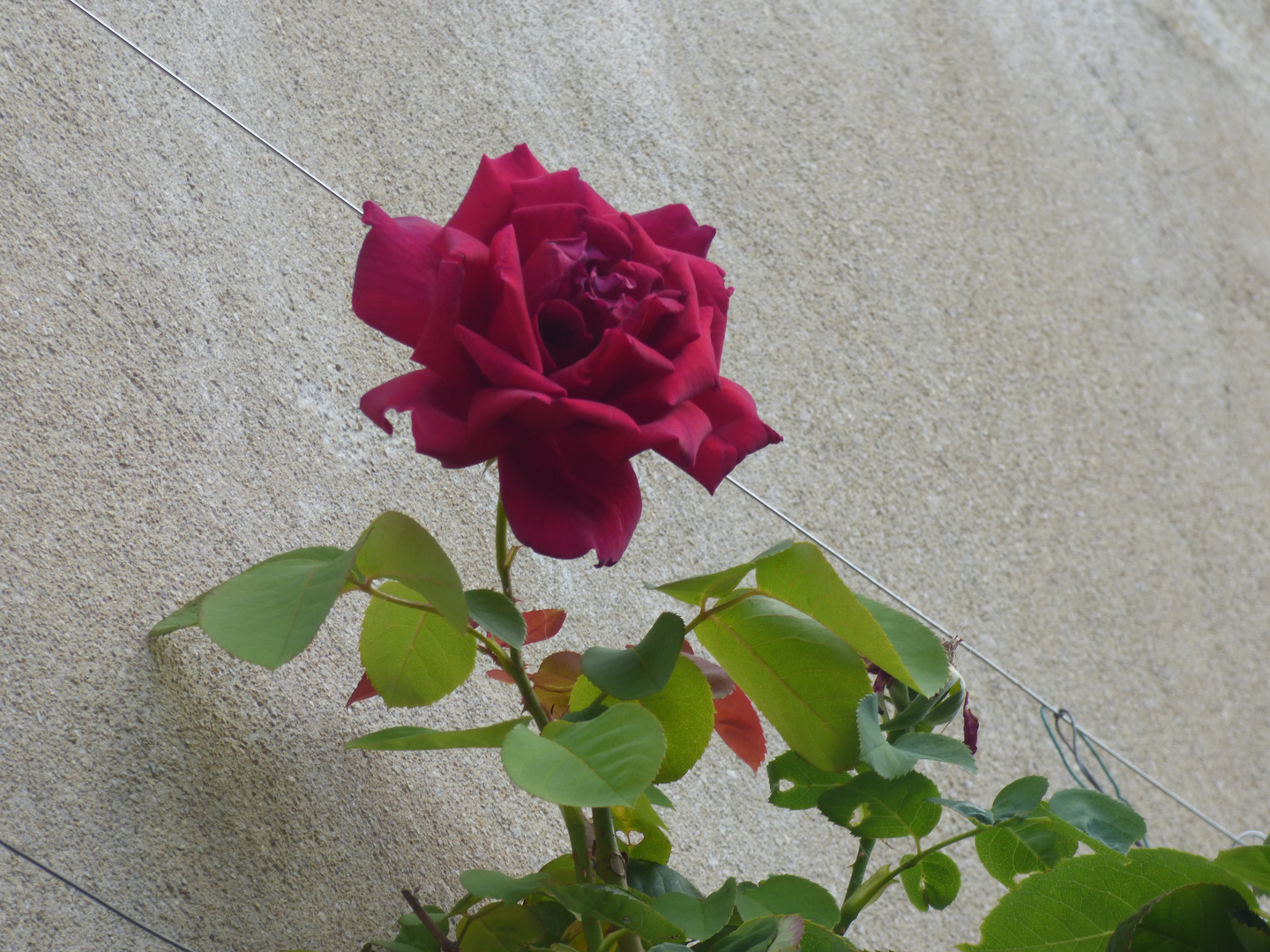 La rose