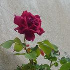 La rose