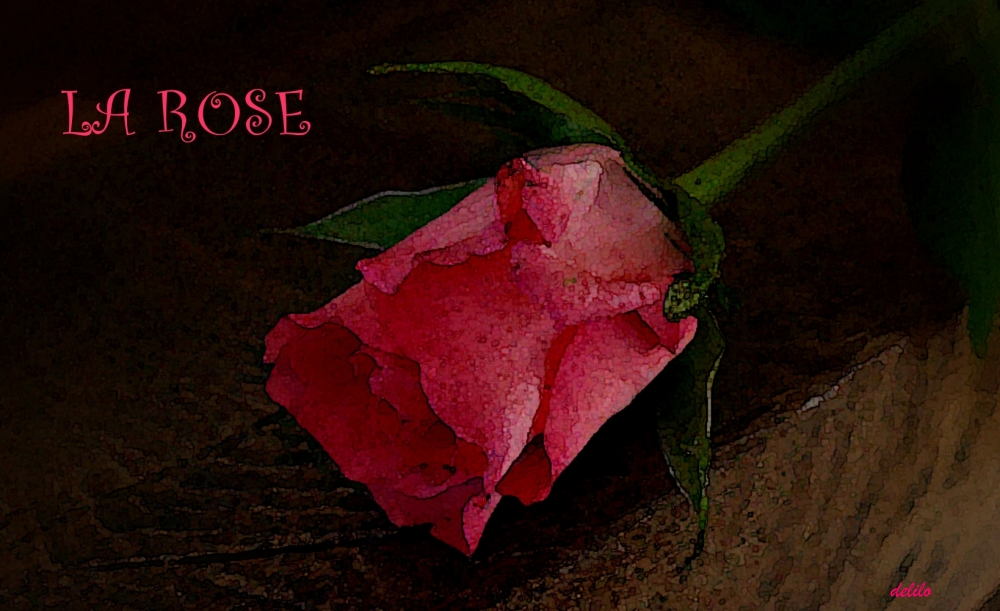 La Rose 2