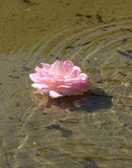 la rose a l'eau