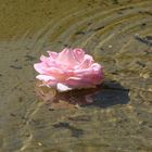 la rose a l'eau