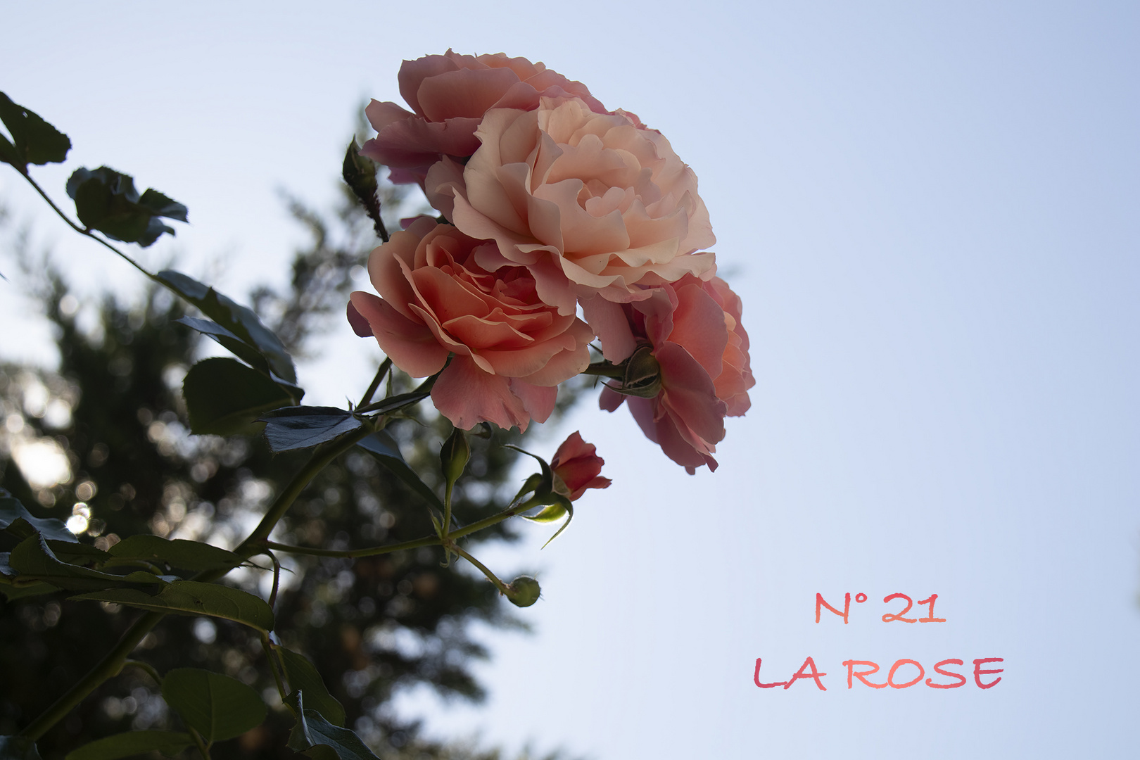"La Rose" 