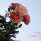 "La Rose" 