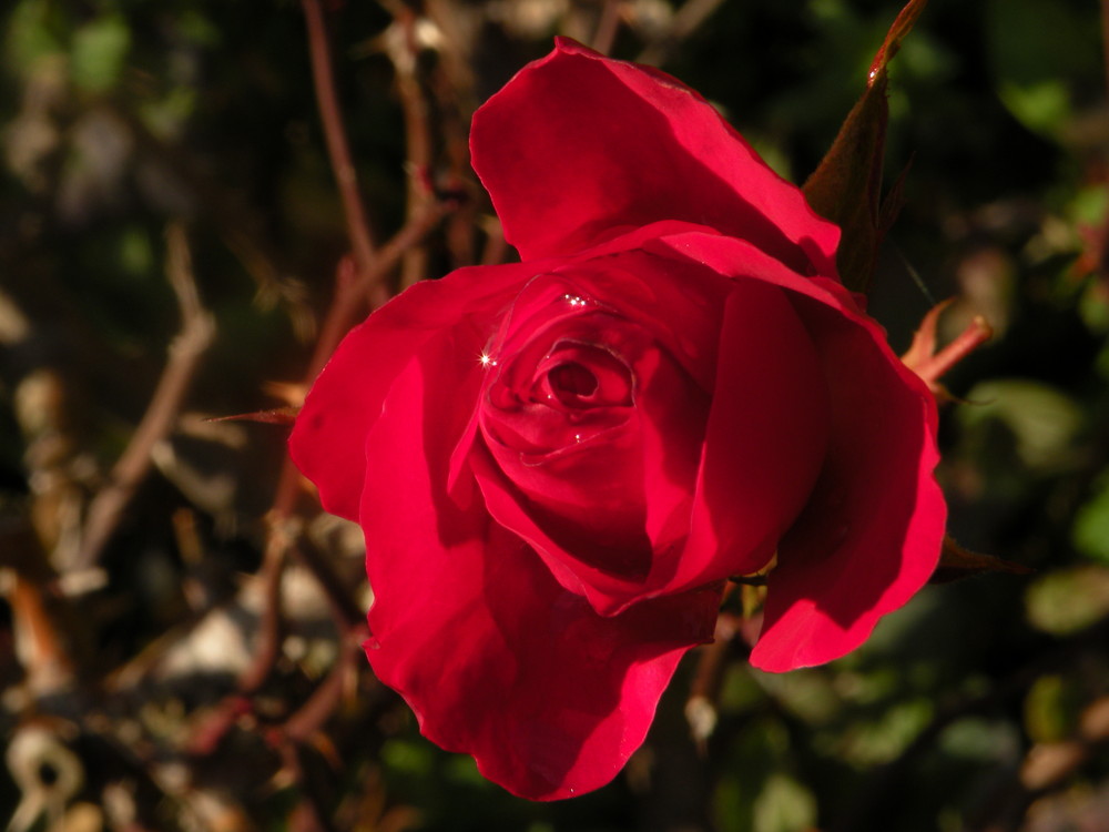 "La rose aux diamants".