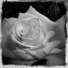 La rose blanc