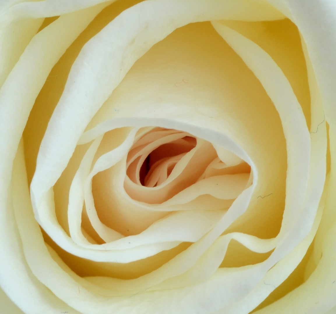 La rose blanche photo et image nature, macro, rose Images