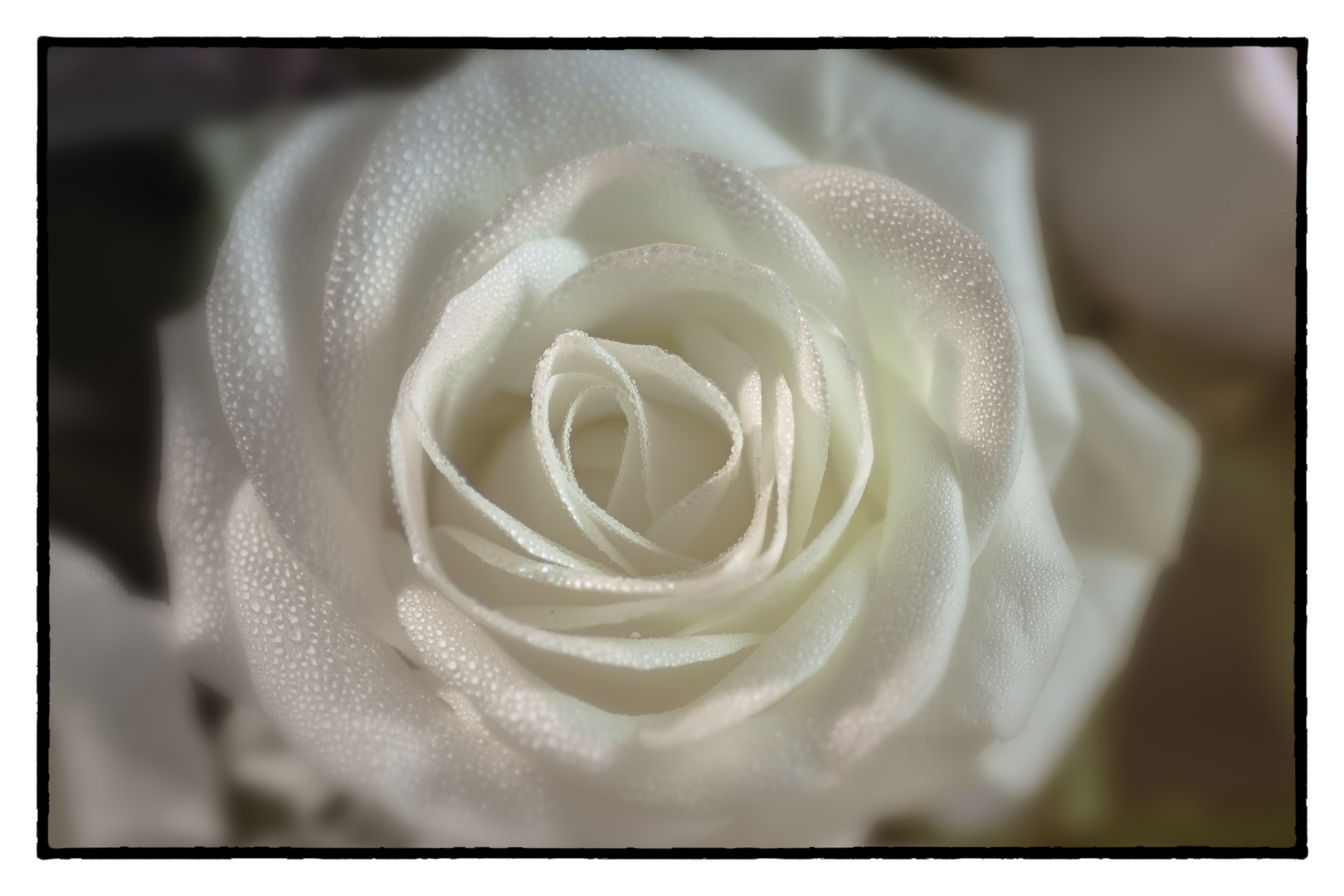 La rose blanche