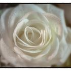 La rose blanche