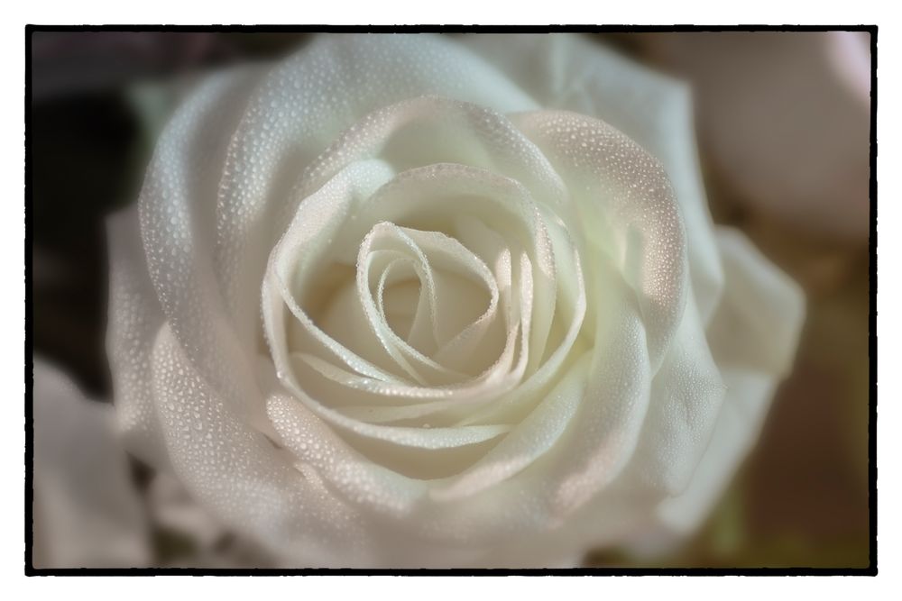 La rose blanche