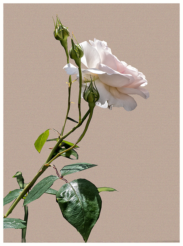 la rose blanche du jardin.