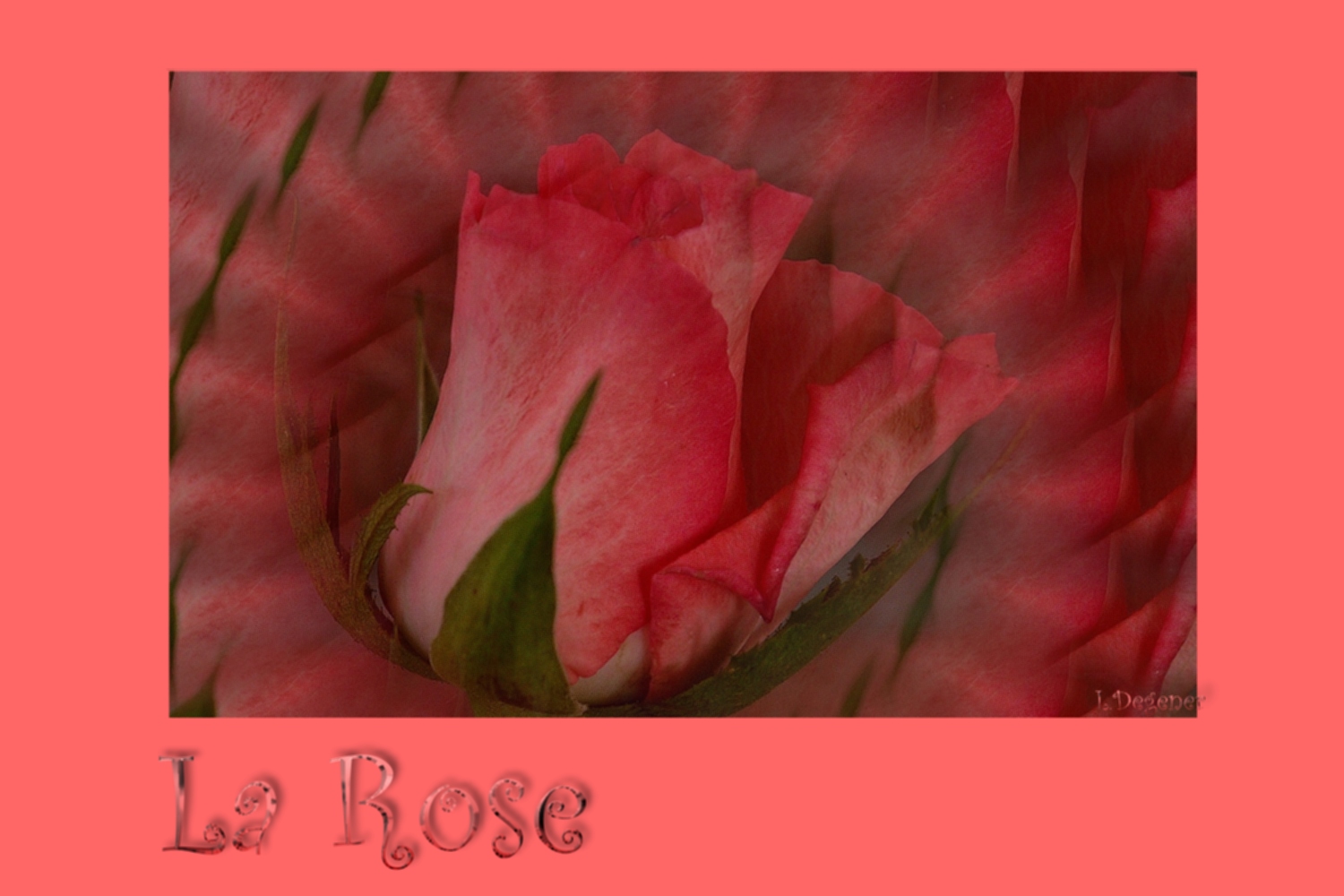 La Rose