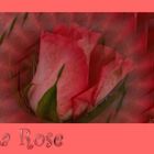 La Rose