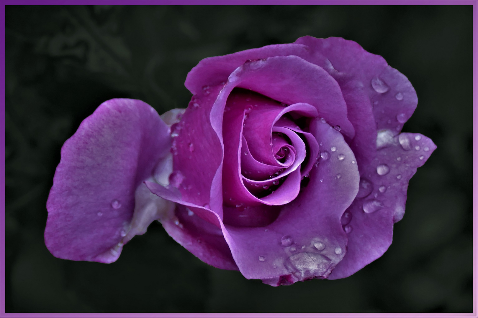 la rose couleur violette....