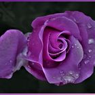 la rose couleur violette....