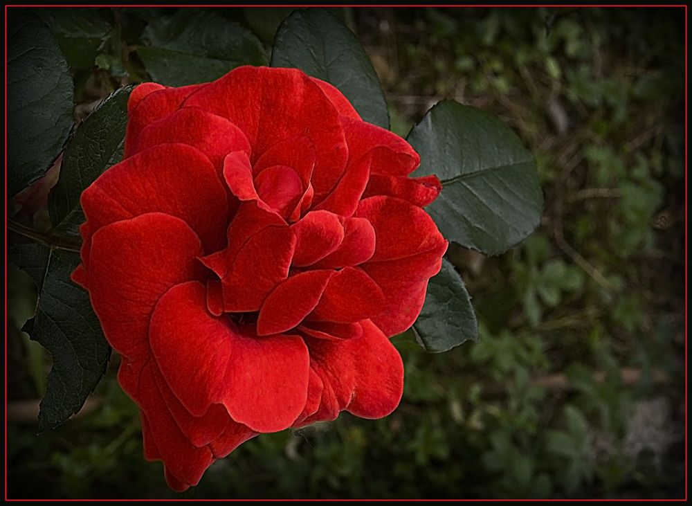 La rose d’aujourd’hui