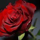 La rose de l'amour