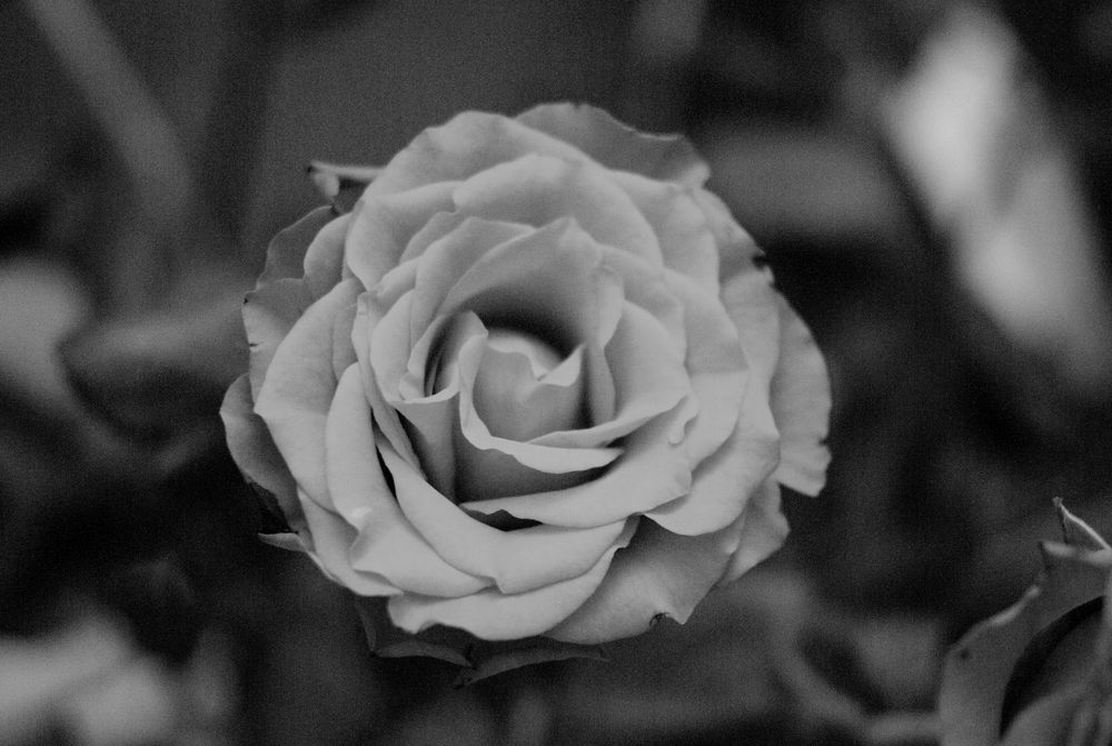 La rose de l'amour