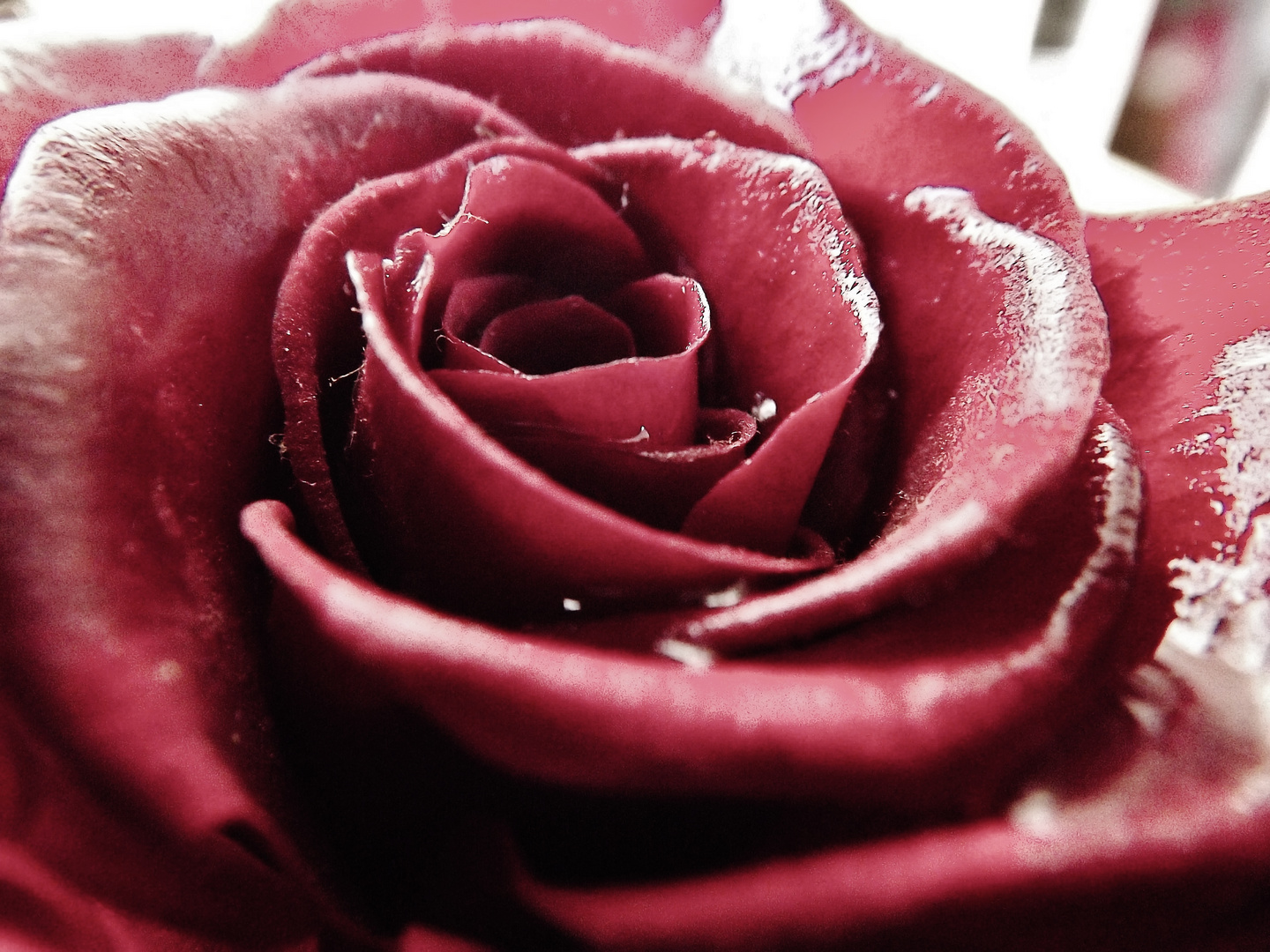 La rose de l'Amour éternelle... photo et image | fleurs, roses, amour  Images fotocommunity